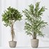 AV Indoor plants set 155 Mission Kalamata Wilsonii Olive and Ficus Benjamina African Fig and Lutescens Areca Palm - Thumbnail 7