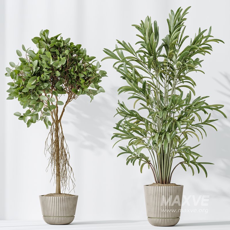 AV Indoor plants set 155 Mission Kalamata Wilsonii Olive and Ficus Benjamina African Fig and Lutescens Areca Palm - Image 7