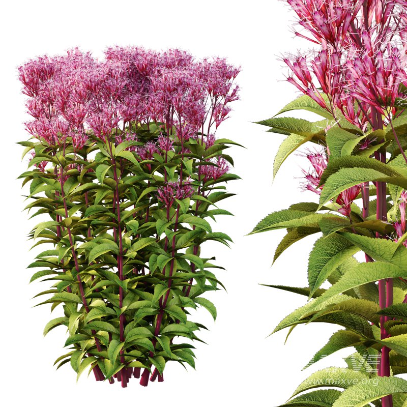 Eupatorium Purpureum Plant 02 - Image 6