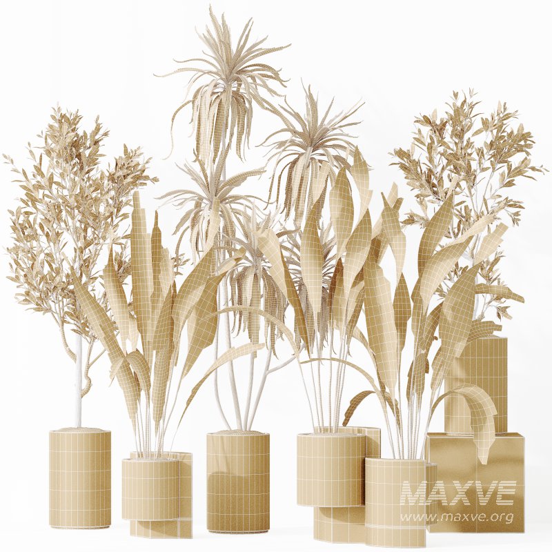 AV Indoor plants set 167 Aspidistra Elatior and Warneckii Lemon Lime and Mission Olive Tree - Image 15