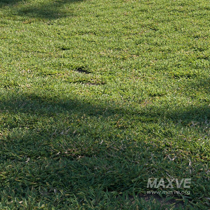 Eremochloa ophiuroides ¨C cut 02 - Image 2