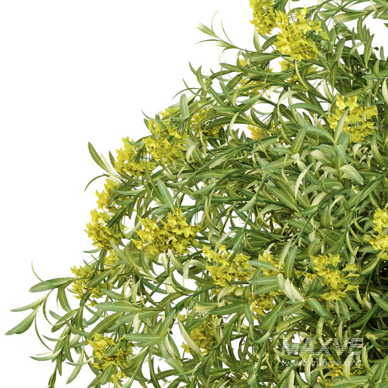 Euphorbia palustris Plant 04 - Image 3