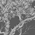 Arctostaphylos manzanita ¨C Common Manzanita 02 - Thumbnail 5