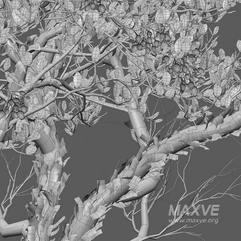 Arctostaphylos manzanita ¨C Common Manzanita 02 - Image 5