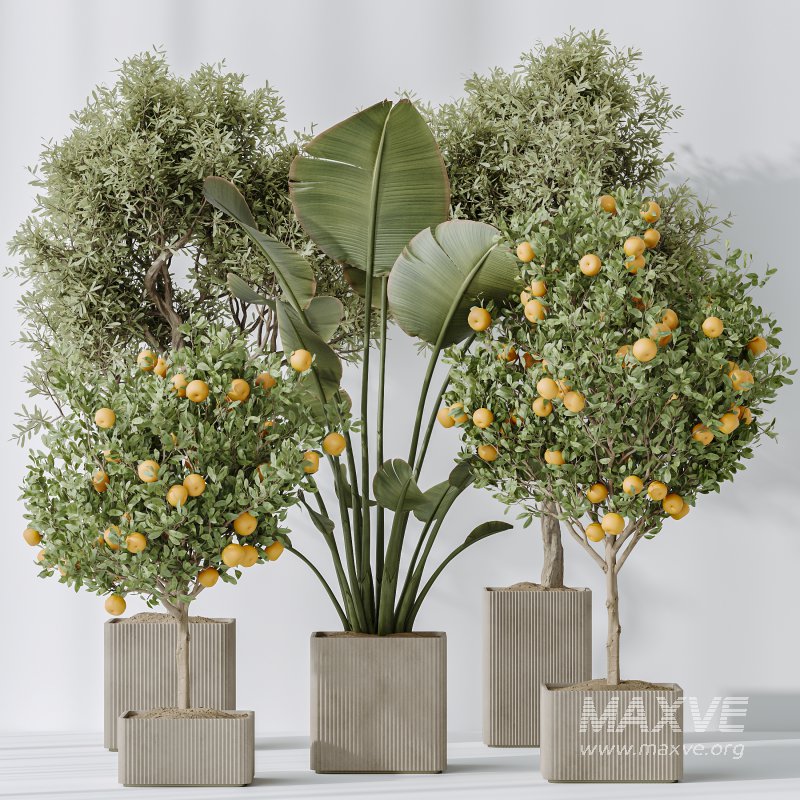 AV Indoor plants set 165 Arbequina Wilsonii Chemlali Olive and Mandarin Citrus Fruit Orange and Ravenala Banana Strelitzia - Image 4
