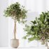 AV Indoor plants set 176 Ficus Cyathistipula and Benjamina African Fig and Mission Leccino Arbequina Olive - Thumbnail 9