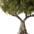 Olive Tree Set50 - Thumbnail 2