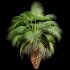 AV Queen Palm Trees Syagrus Romanzoffiana and Mexican Fan Palm Washingtonia Robusta trees - Thumbnail 4