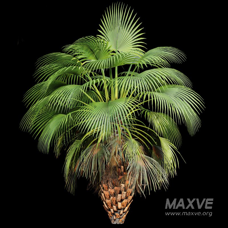 AV Queen Palm Trees Syagrus Romanzoffiana and Mexican Fan Palm Washingtonia Robusta trees - Image 4