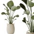 AV Indoor plants set 172 Mission Arbequina Olive and Ravenala Banana Strelitzia and Spineless Yucca Aloifolia Rostrata - Thumbnail 3