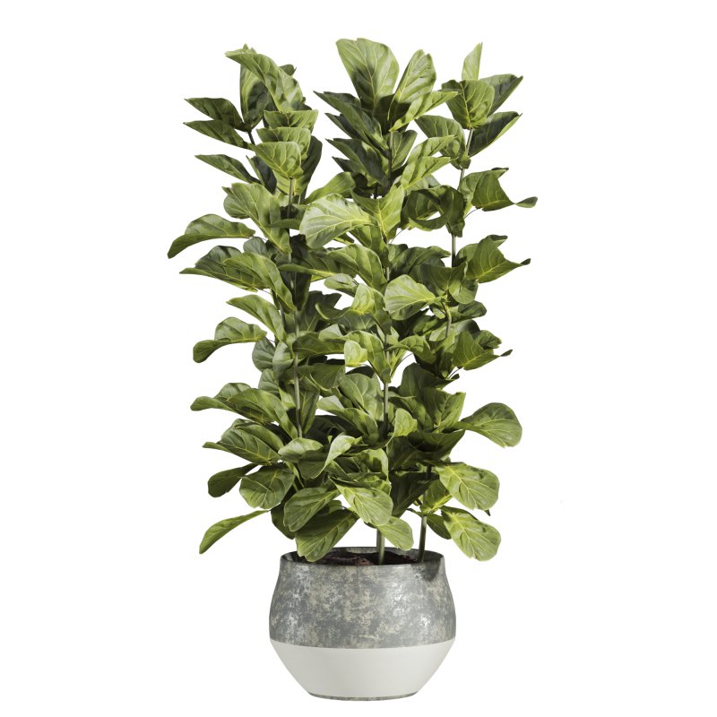 plants set - Image 1