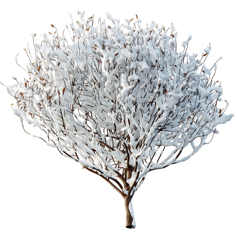 AV Plants Cistus Albidus Zistrose Winter Snow - Image 2