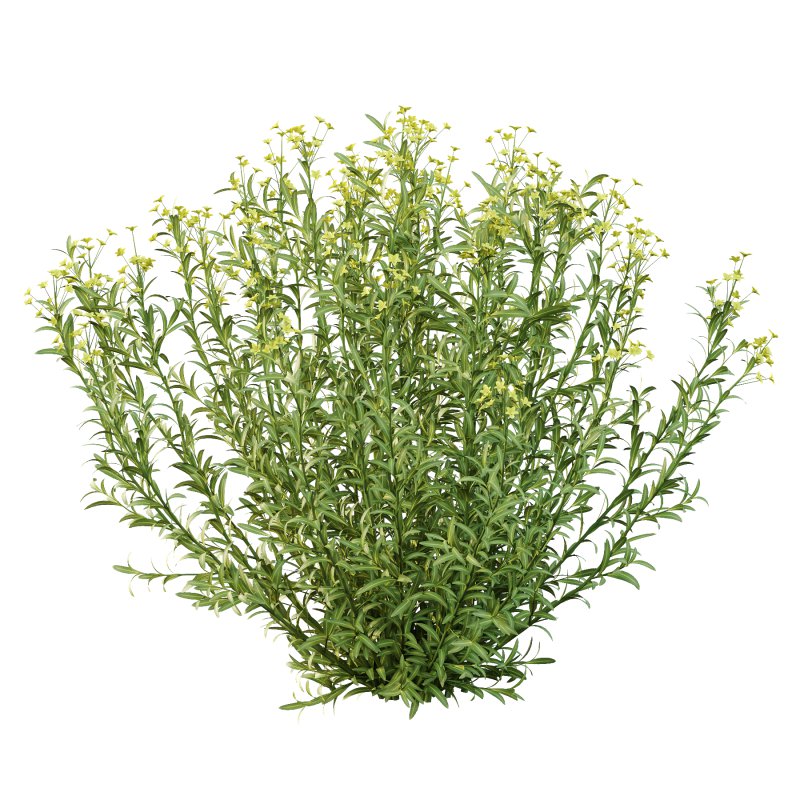 Euphorbia palustris Plant 01 - Image 6