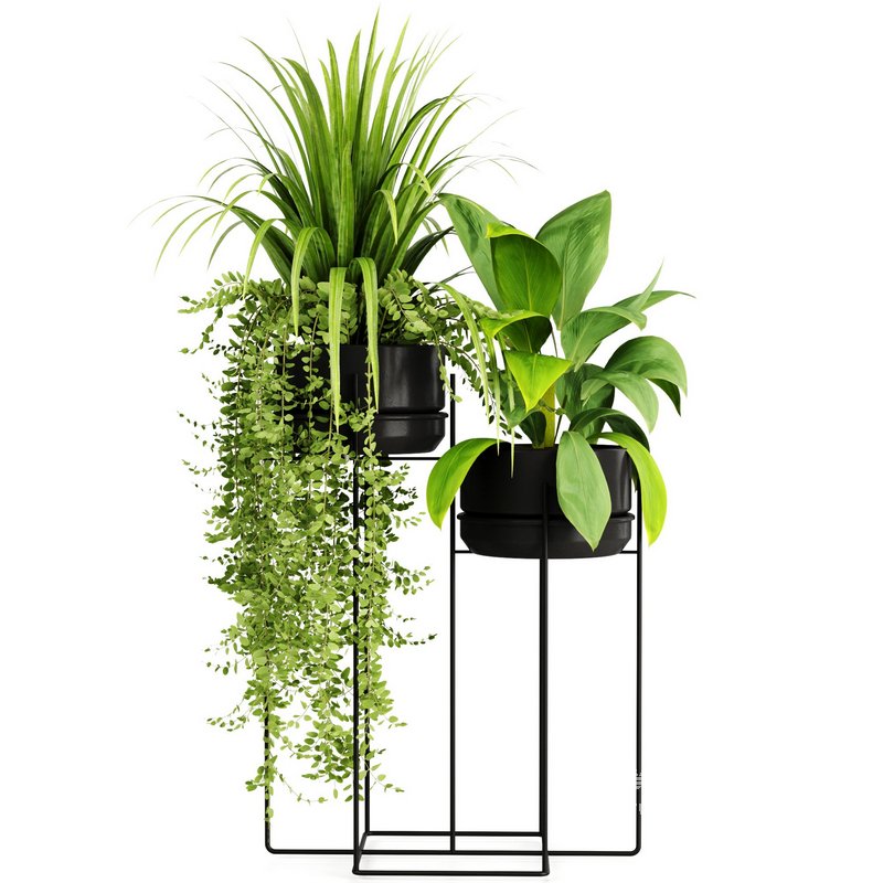 Indoorplants-155 - Image 4