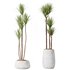 AV Indoor plants set 160 Artificial Olivo Olea Tree and Yucca Elephantipes Gigantea and Ficus Retusa Microcarpa Bonsai Ginseng - Thumbnail 2