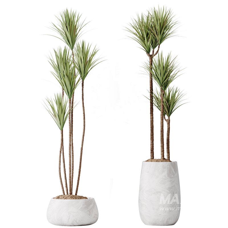 AV Indoor plants set 160 Artificial Olivo Olea Tree and Yucca Elephantipes Gigantea and Ficus Retusa Microcarpa Bonsai Ginseng - Image 2