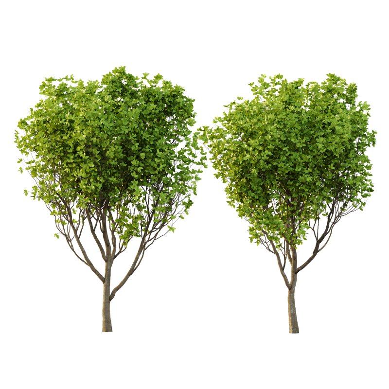 Fraxinus Rhynchophylla Tree 02 - Image 3