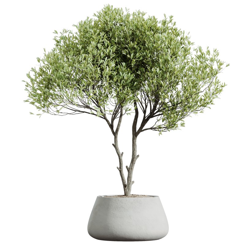 AV Indoor plants set 174 Ficus Binnendijkii and Mission Leccino Arbequina Olive and Snake Green Sansevieria - Image 1