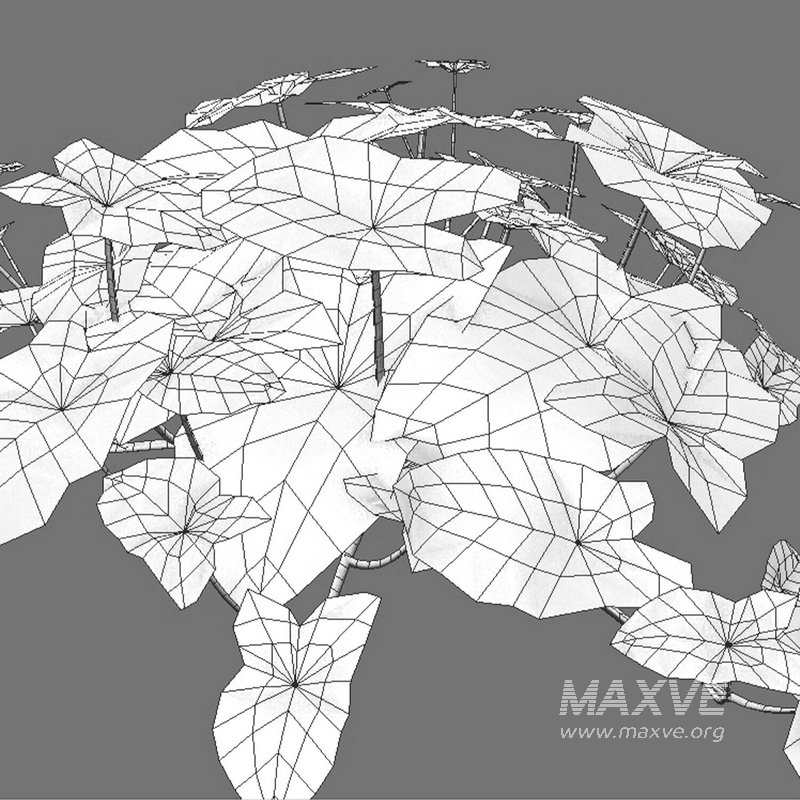 Aglaonema muntifolium 02 - Image 3