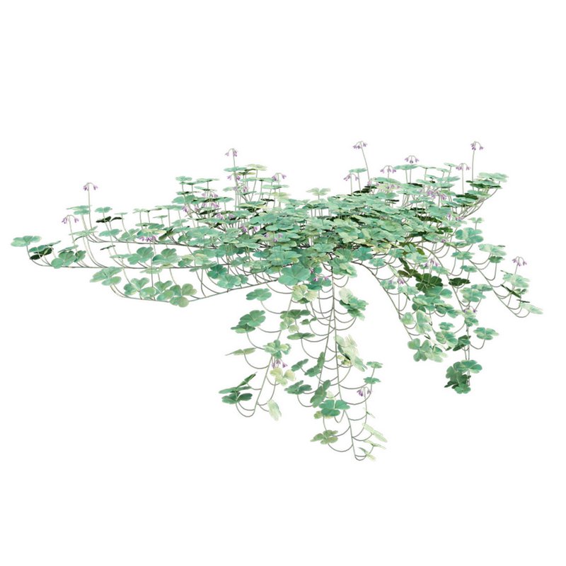 Trifolium ¨C Oxalidaceae 02 - Image 8