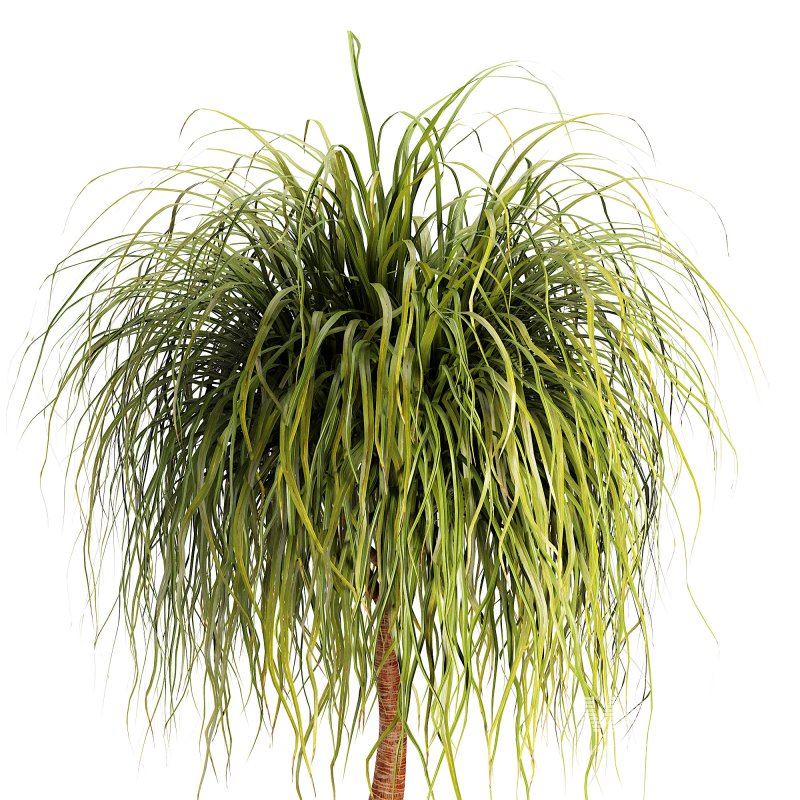 Indoor palm - Image 3