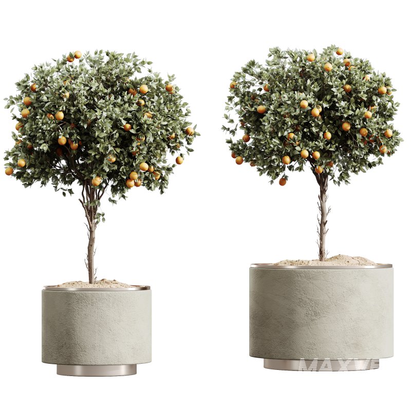 AV HousePlants Mandarin Citrus Fruit Orange Calamondin Tree Set03 - Image 1