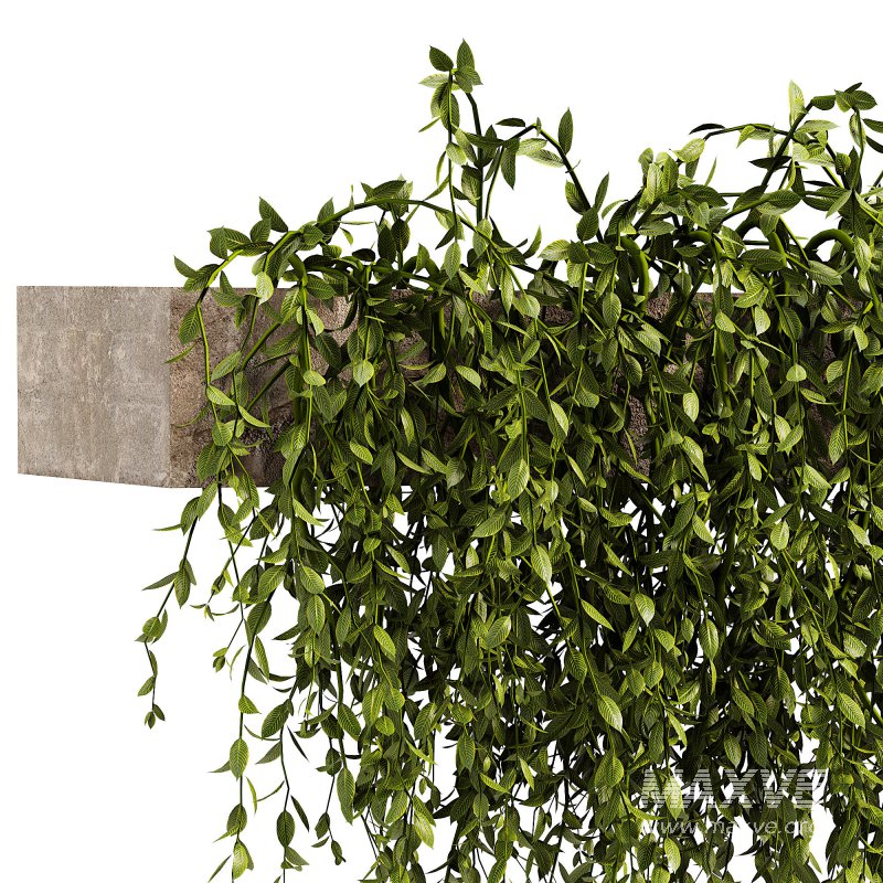 Green succulent leaves hanging vines - Image 2