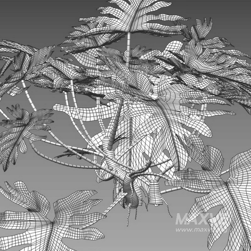 Philodendron bipinnatifidum ¨C Philodendron selloum Split - Image 3