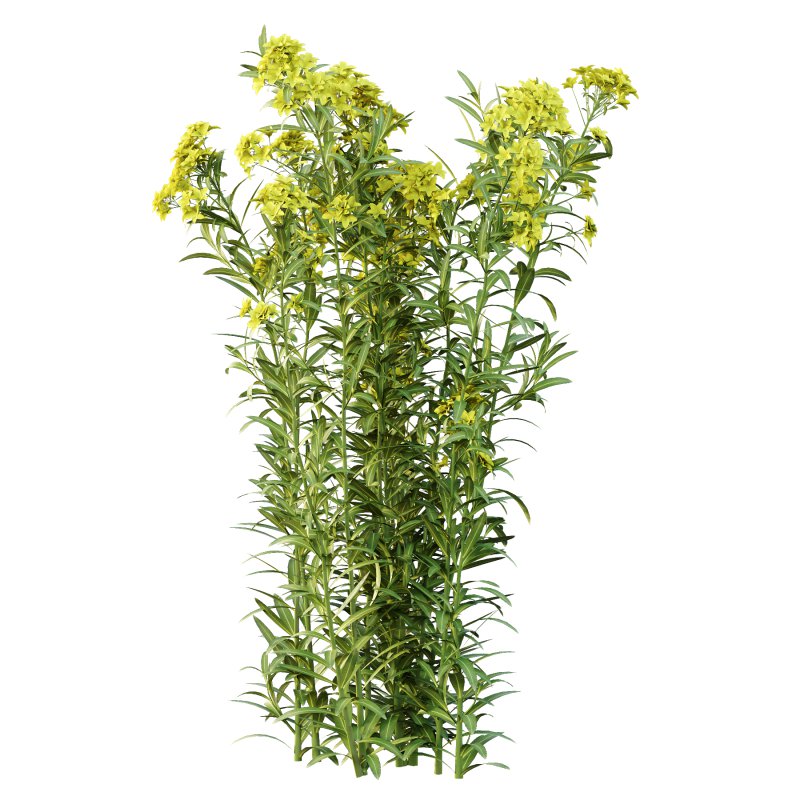 Euphorbia palustris Plant 05 - Image 4