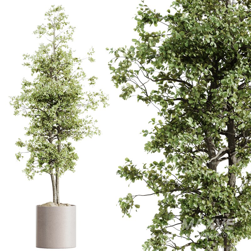 AV HousePlants Mission Kalamata Leccino Arbequina Wilsonii Chemlali Olive Set07 - Image 2