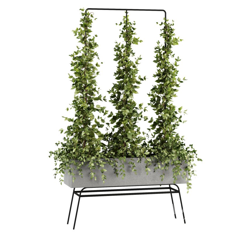 Outdoor Plants-Ivy Plant set38 - Image 5