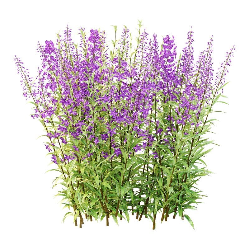 epilobium angustifolium Plant 01 - Image 5