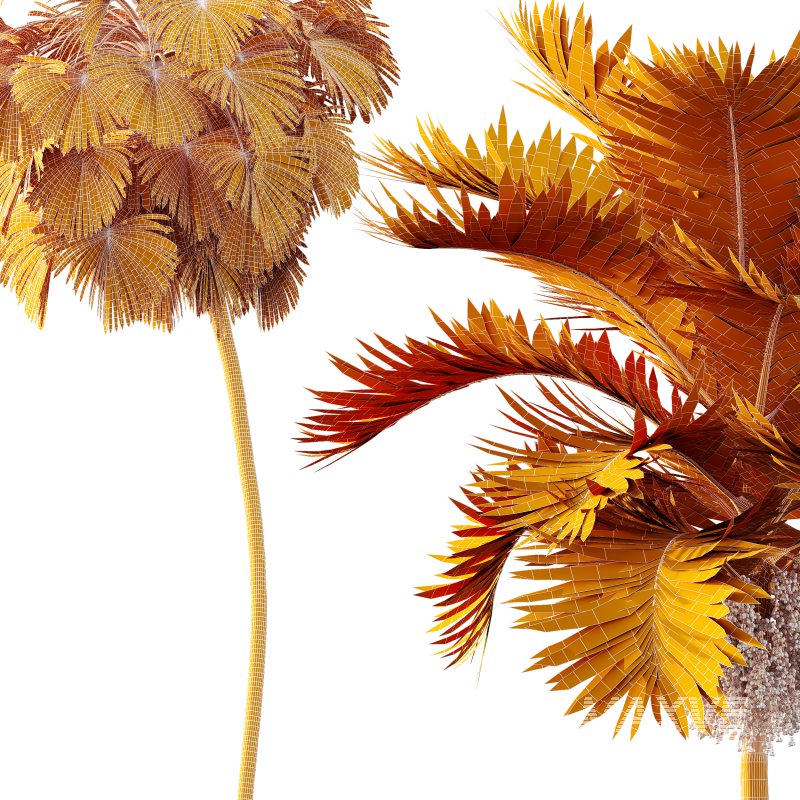 AV Christmas Palm Manila Palm Adonidia Veitchia Merrillii and Borassus Flabellifer - Image 7