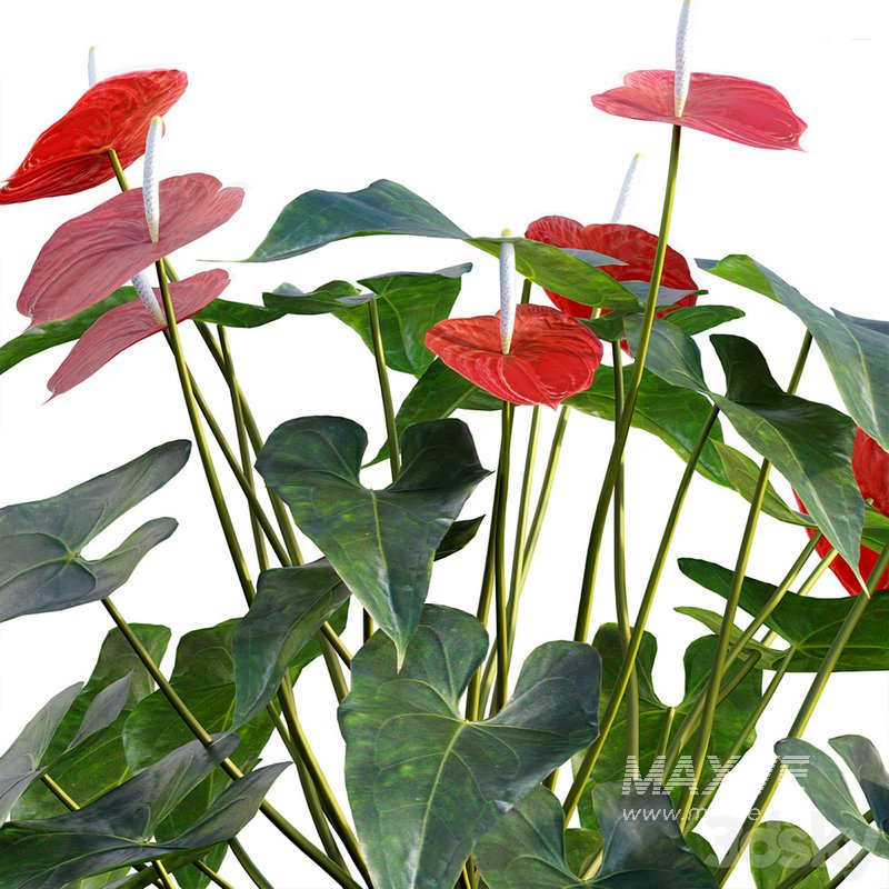 Anthurium Andraeanum – Flamingo Flower - Image 2