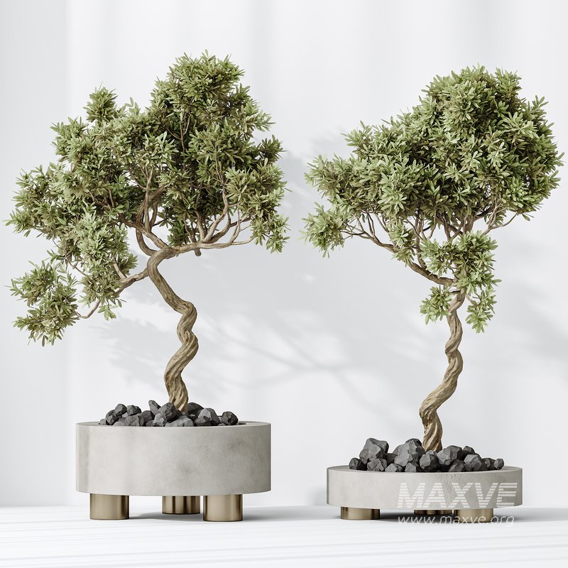 AV Indoor plants set 157 Mission Kalamata Chemlali Olive and Spathiphyllum Wallisii Bellini Peace Lily Domino - Image 8