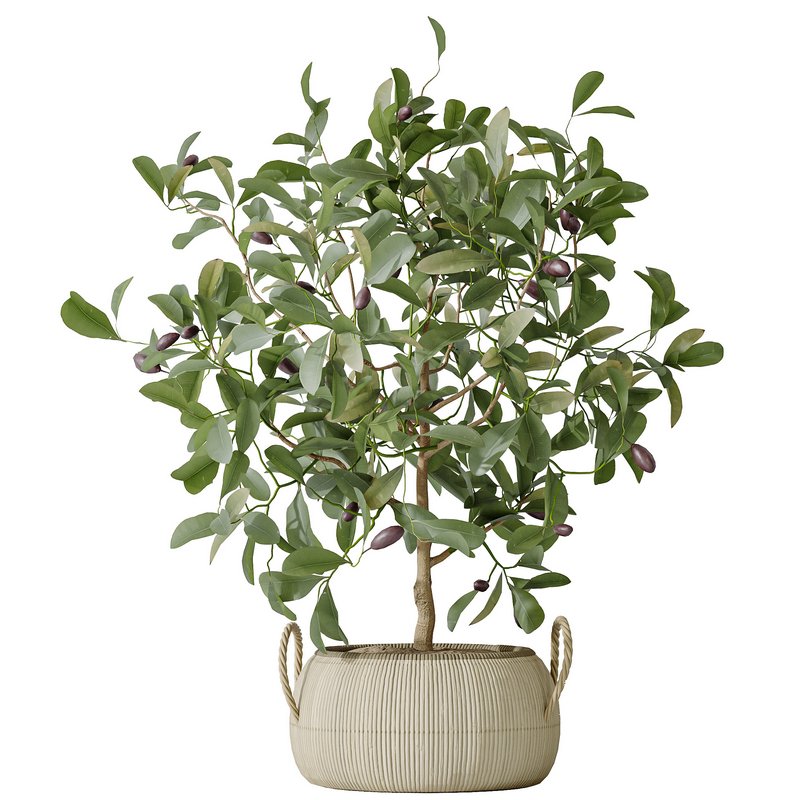 AV Indoor plants set 161 Arbequina Wilsonii Chemlali Olive and Ravenala Banana Strelitzia Nicolai and Briful Pachira Aquatica - Image 3