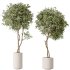 AV Indoor plants set 167 Artificial Olivo Olea Tree and Areca Majesty Cat Reed Palm and Lutescens Areca Palm - Thumbnail 2