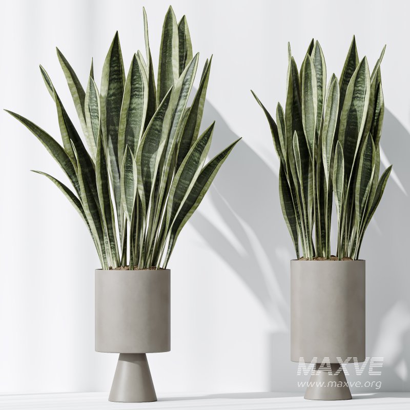 AV Indoor plants set 174 Ficus Binnendijkii and Mission Leccino Arbequina Olive and Snake Green Sansevieria - Image 5