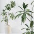 AV Indoor plants set 176 Ficus Cyathistipula and Benjamina African Fig and Mission Leccino Arbequina Olive - Thumbnail 8