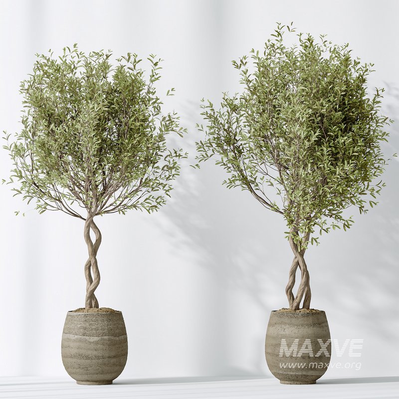 AV Indoor plants set 161 Arbequina Wilsonii Chemlali Olive and Ravenala Banana Strelitzia Nicolai and Briful Pachira Aquatica - Image 8