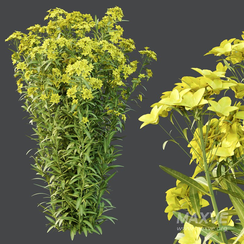 Euphorbia palustris Plant 05 - Image 5