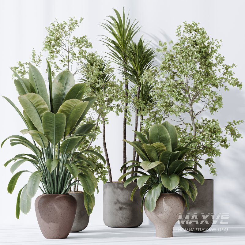 AV Indoor plants set 171 Beech Olea Europaea Olive and Mission Arbequina Olive and Ficus Robusta Abidjan - Image 5