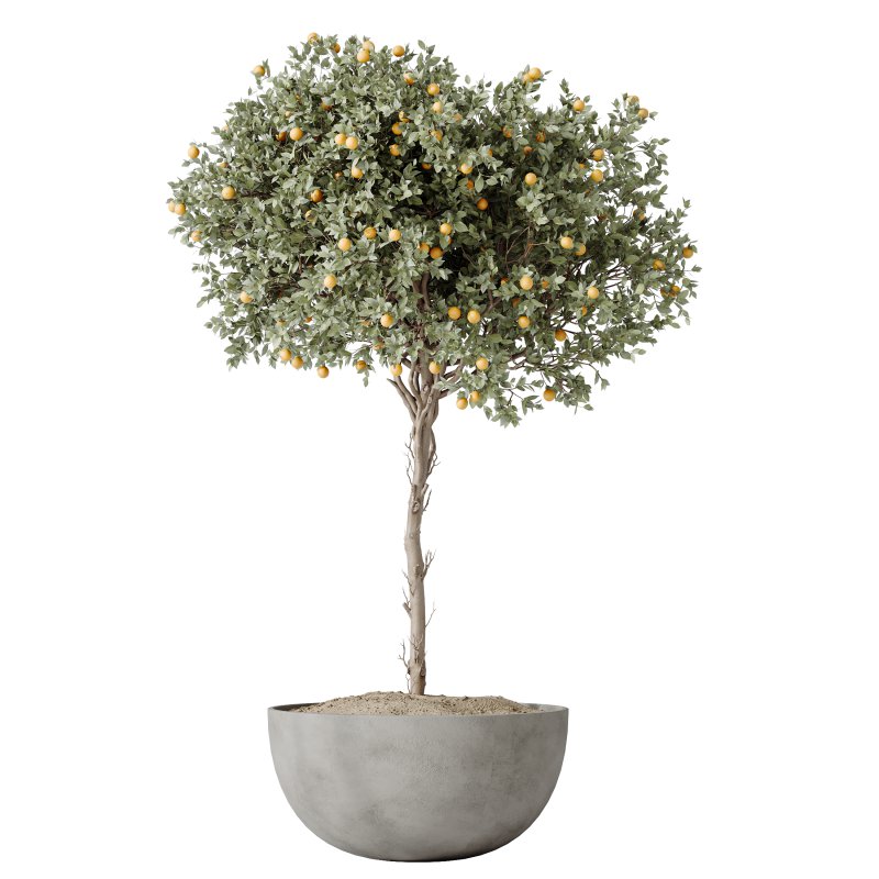 Av House Plants Mandarin Citrus Fruit Orange - Image 2