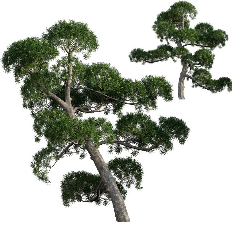 Podocarpus macrophyllus – yew plum pine 02 - Image 1