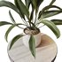 AV Indoor plants set 157 Mission Kalamata Chemlali Olive and Spathiphyllum Wallisii Bellini Peace Lily Domino - Thumbnail 2