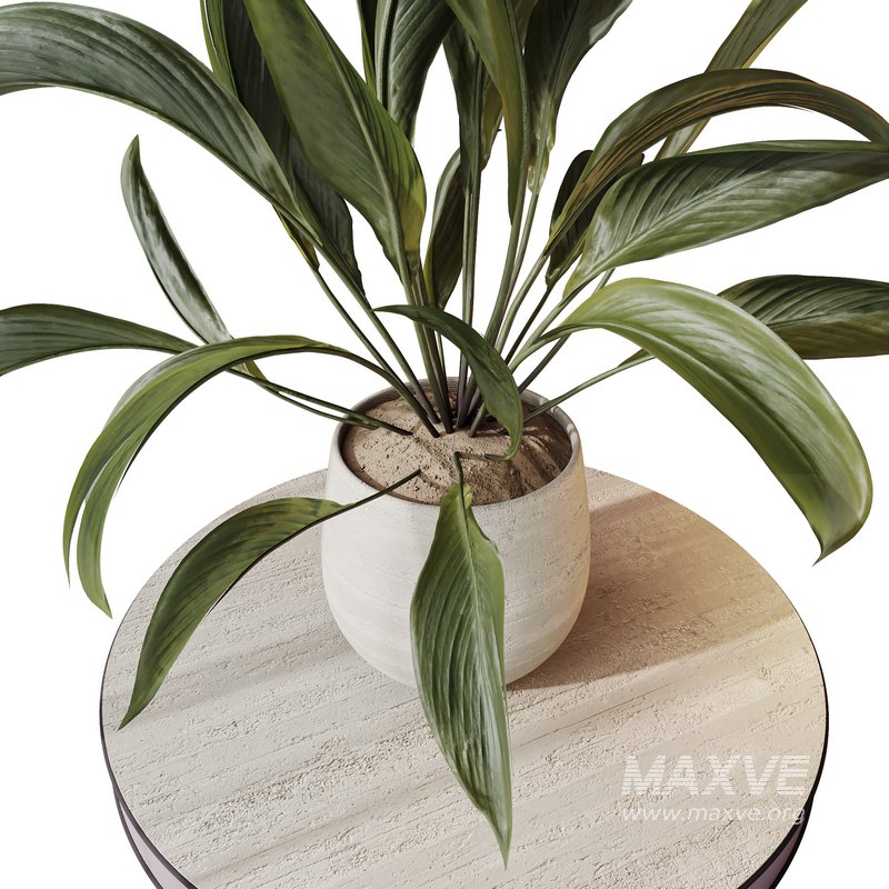 AV Indoor plants set 157 Mission Kalamata Chemlali Olive and Spathiphyllum Wallisii Bellini Peace Lily Domino - Image 2