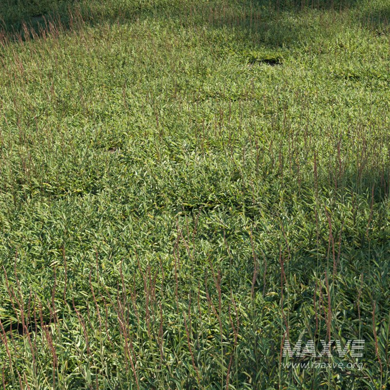 Eremochloa ophiuroides – set 03 - Image 1