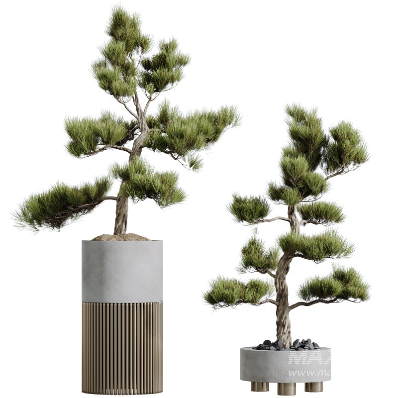 AV HousePlants Mission Kalamata Leccino Arbequina Wilsonii Chemlali - Image 2