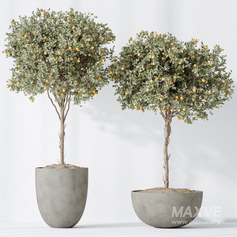 Av House Plants Mandarin Citrus Fruit Orange - Image 5