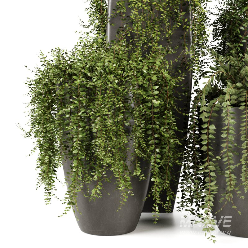 Indoorplants-Ivy plants in metal pot set-163 - Image 3